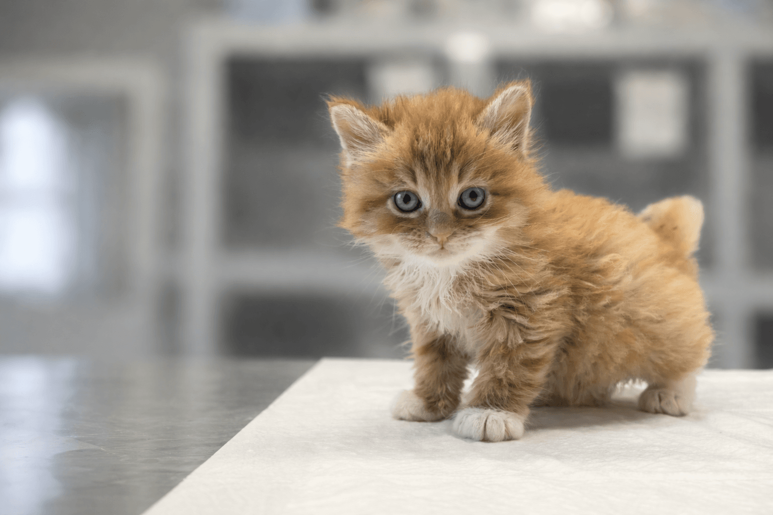 Дом для 500 котят и кошек