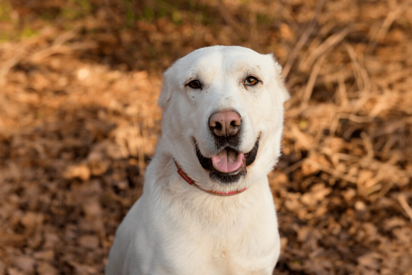 Обложка для новости Подопечные приюта «РусДог» получили жизненно необходимую помощь