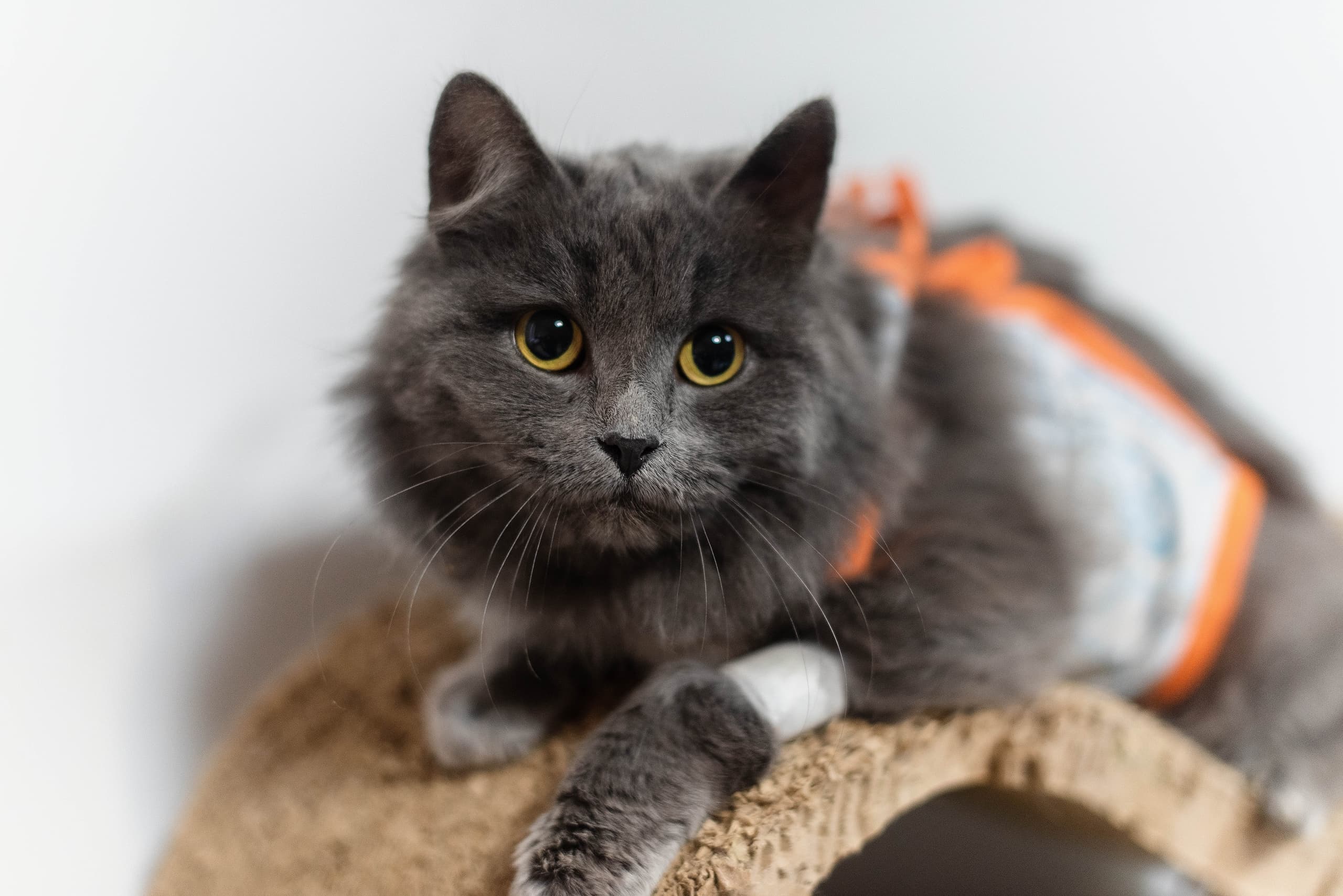 Изображение фонда Стерилизация бездомных кошек